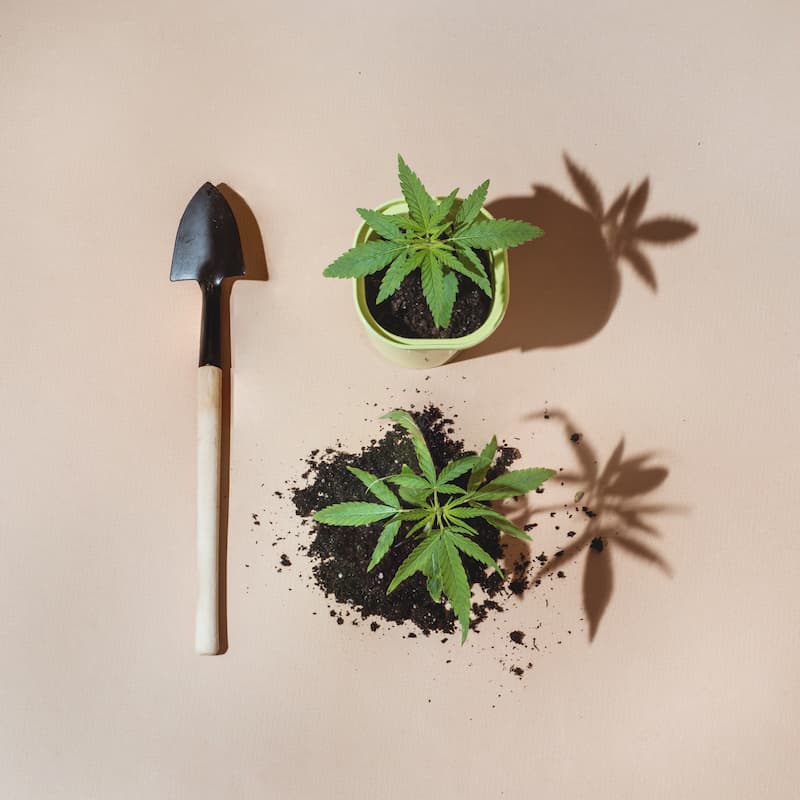 Medical marijuana plants with shovel
